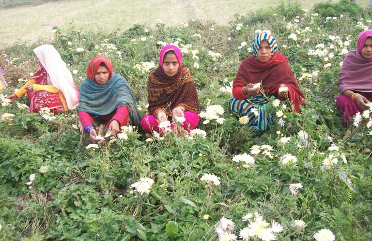 sustainable-agriculture-livelihoods